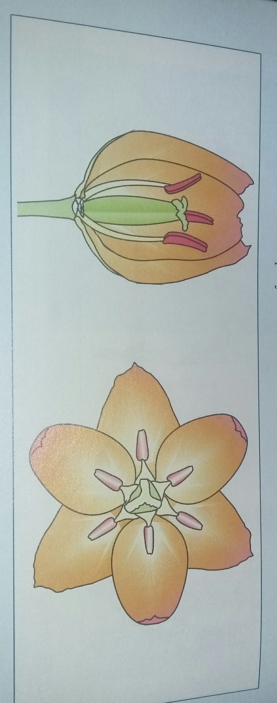 Lilium monadelphum Ботанические иллюстрации