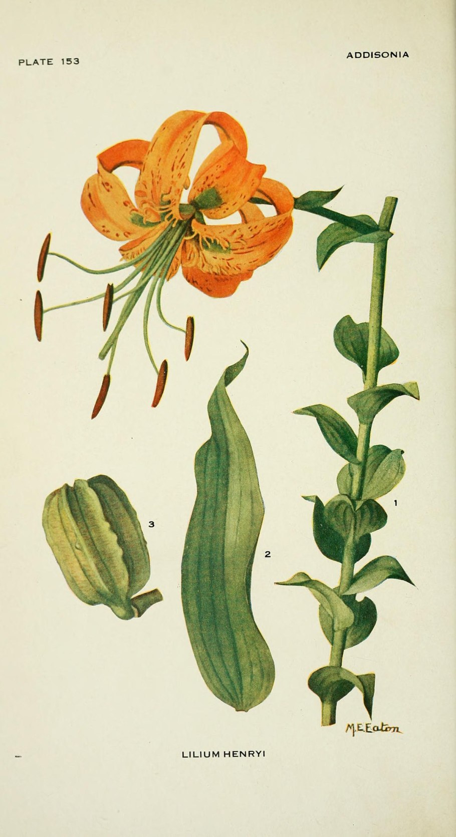 Мартагон Лилия кудреватая саранка