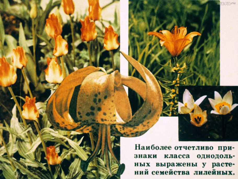 Гинецей лилейных