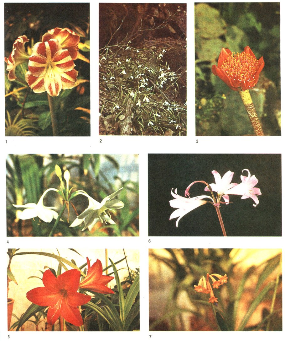 Liliaceae семейство