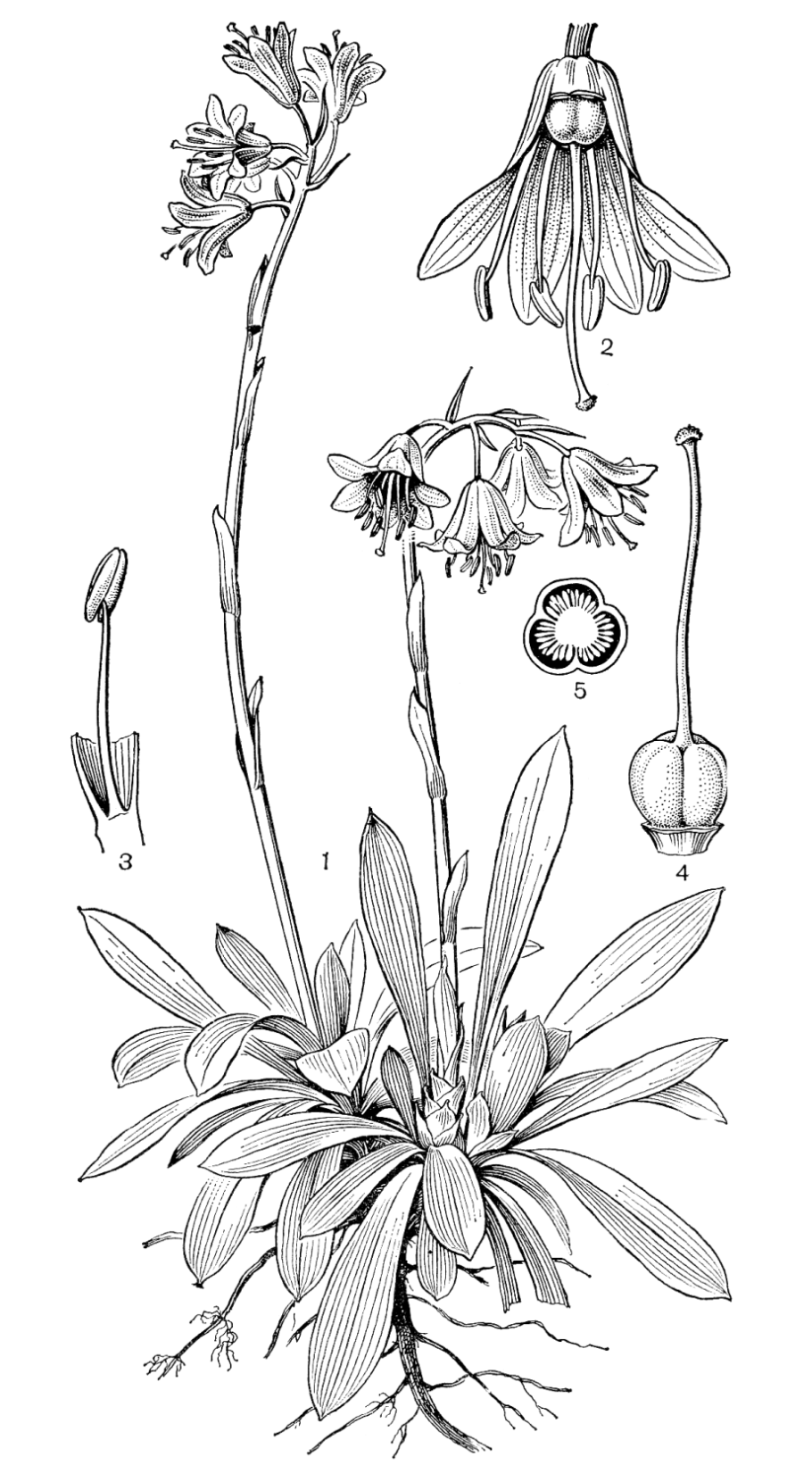 Водосбор сибирский нектарники