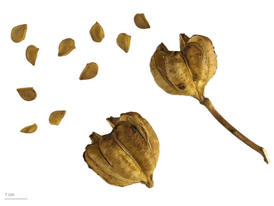 Ландыш Майский семейство Лилейные плод