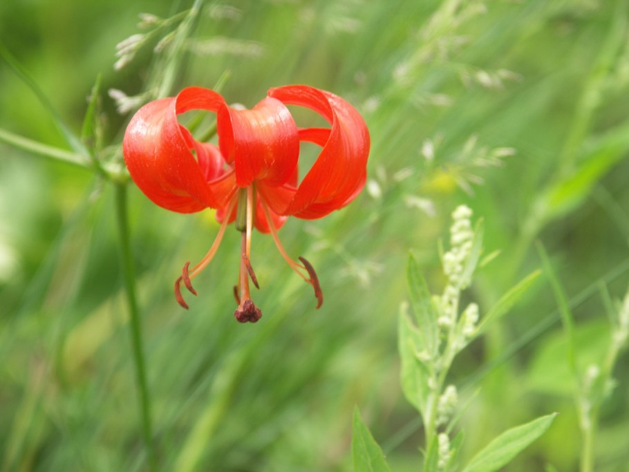 Лилия tigrinum splendens