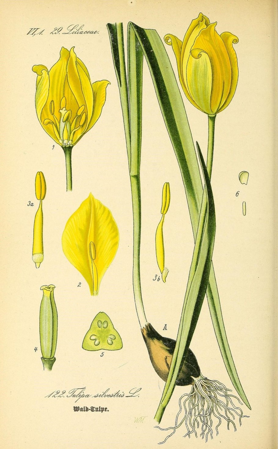 Лилия кудреватая плод