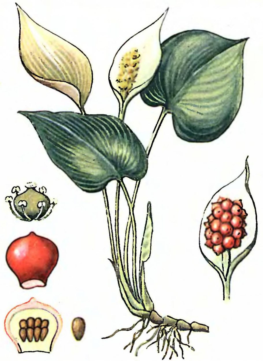 Водосбор Сибирский формула цветка