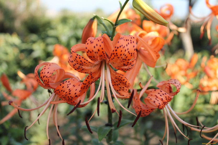 Ландыш Майский