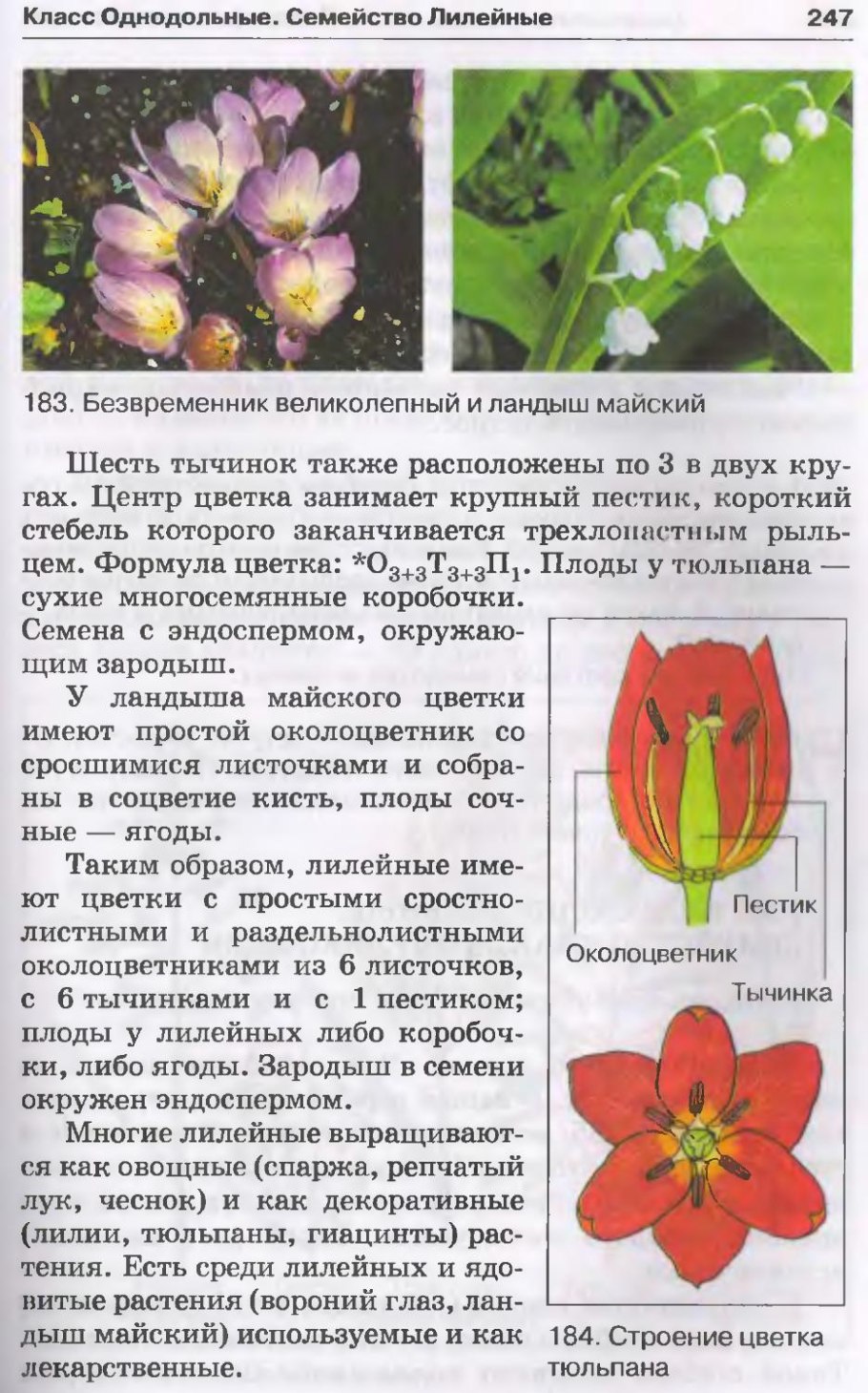 Семейство Лилейные гербарий