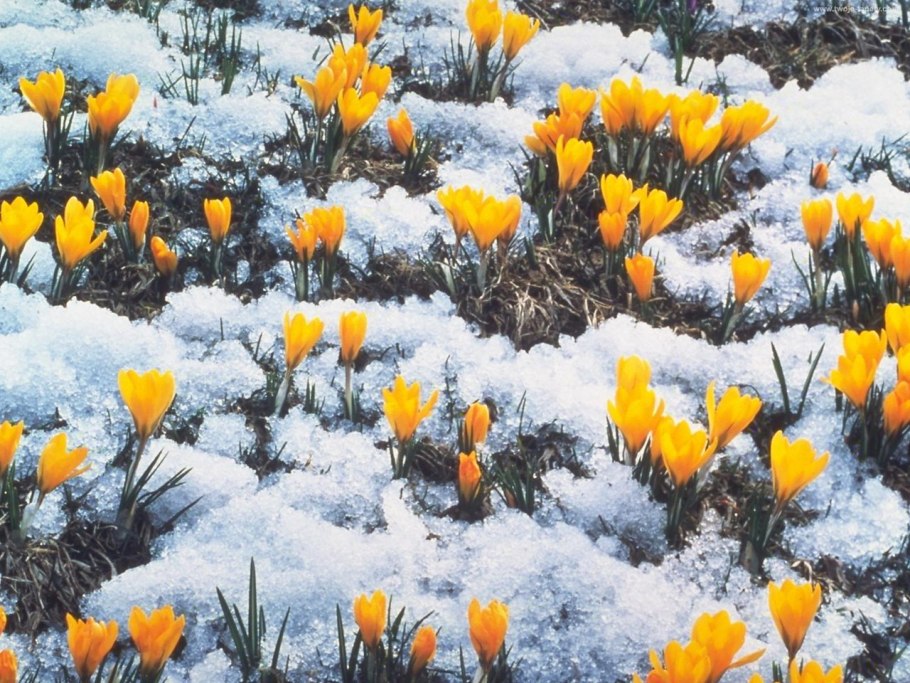 Рябина в зимнем лесу