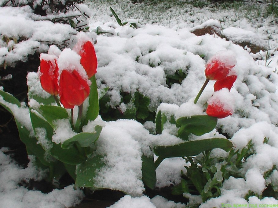 Растения зимой