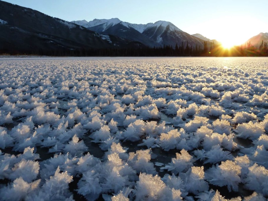 Заснеженные ветви, трава