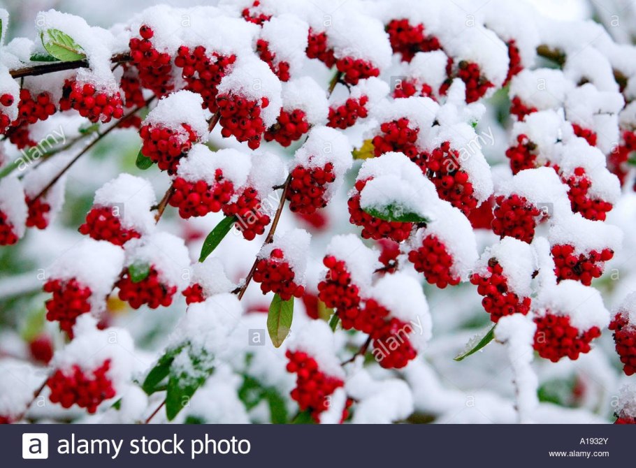 Ветка сосны зимой