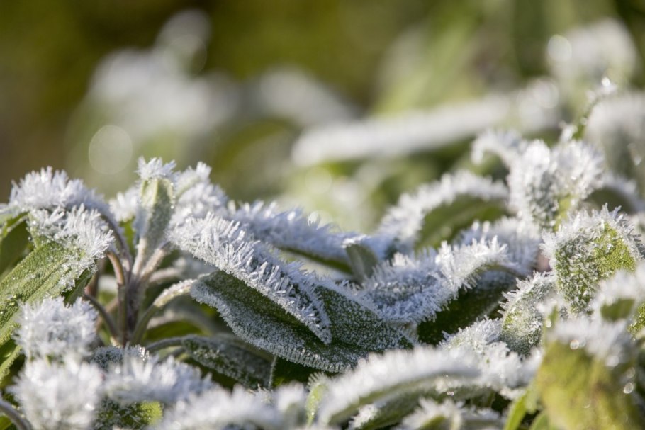 Заснеженные растения