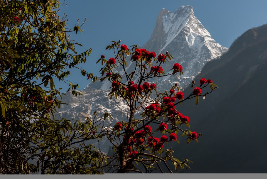 Цветы вишни в снегу