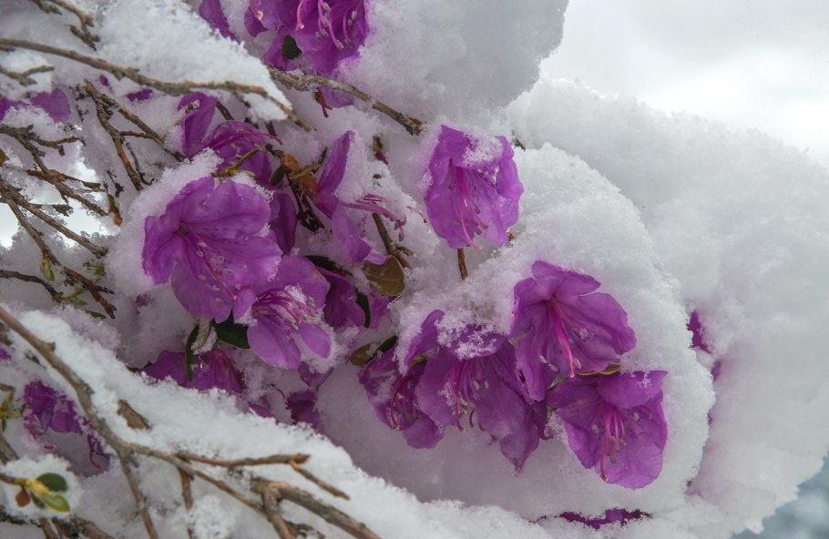 Рододендрон даурский багульник