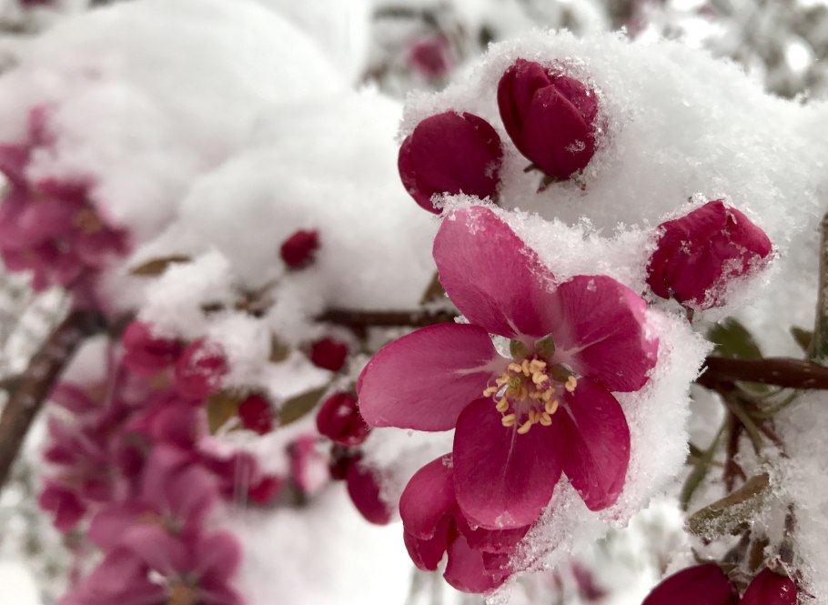 Цветы зимой