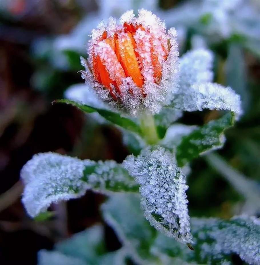Цветы в снегу