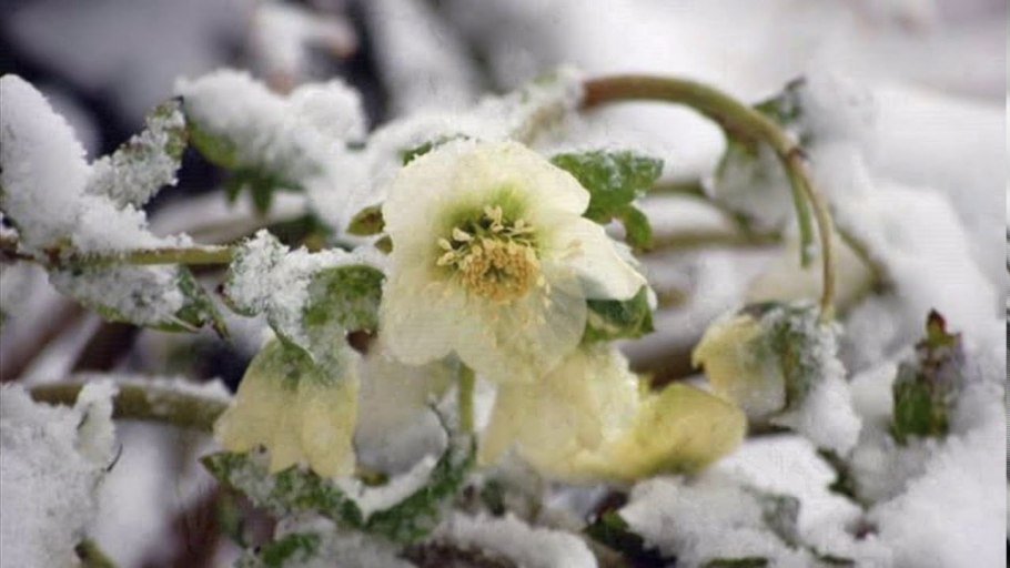 Хвойные растения зимой