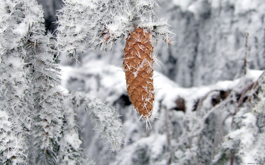 Зимнее растение красивое