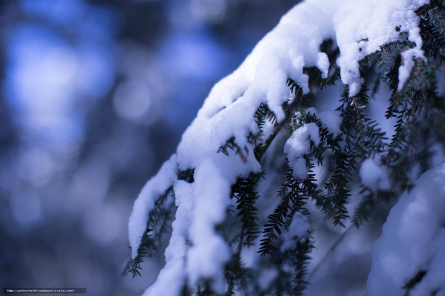 Заснеженные кусты