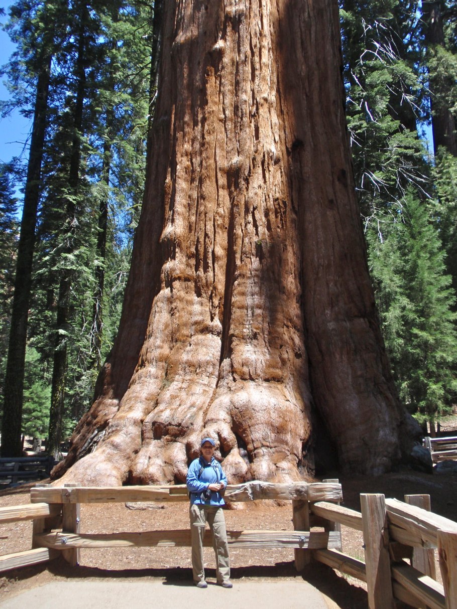 Секвойядендрон генерал Шерман