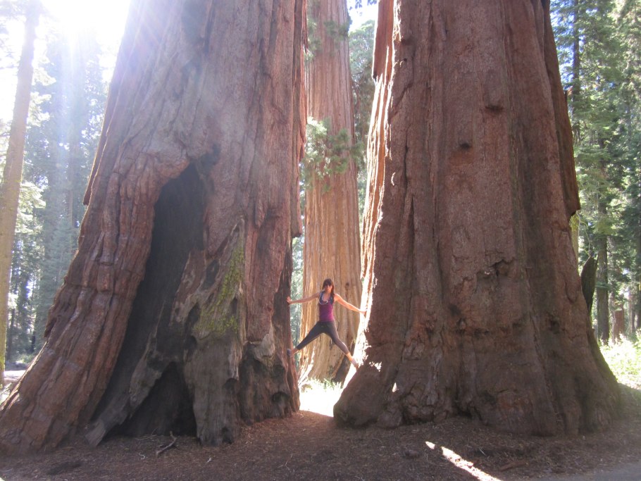 Гигантская Секвойя генерал Шерман
