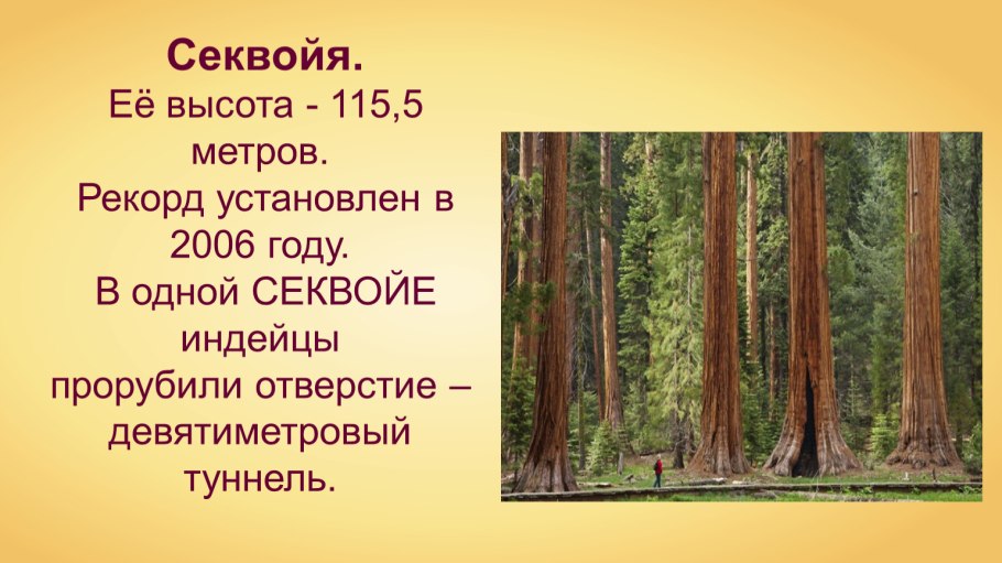 Секвойя дерево высота