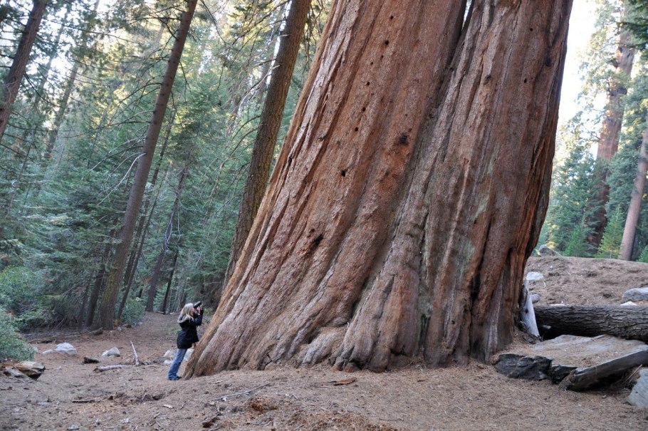 Секвойя высота