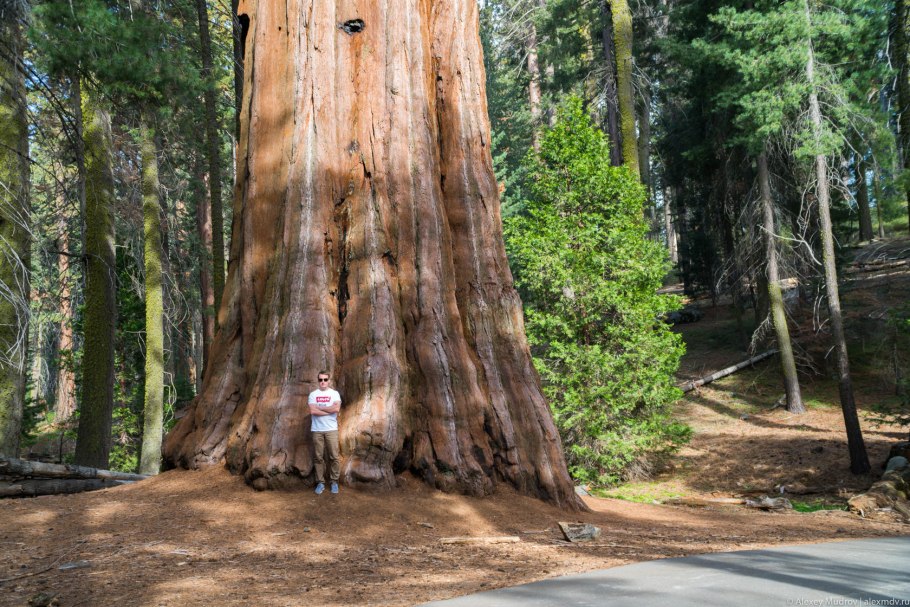 Секвойя дерево высота