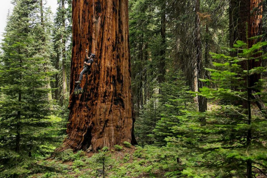 Секвойядендрон генерал Шерман