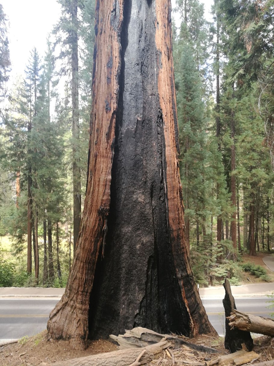 Секвойи в Калифорнии