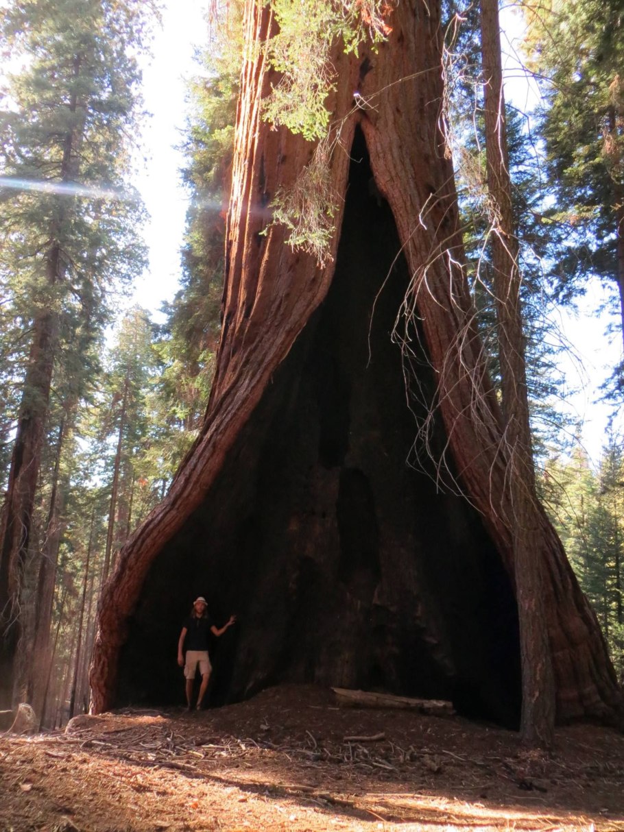 Секвойя дерево парк