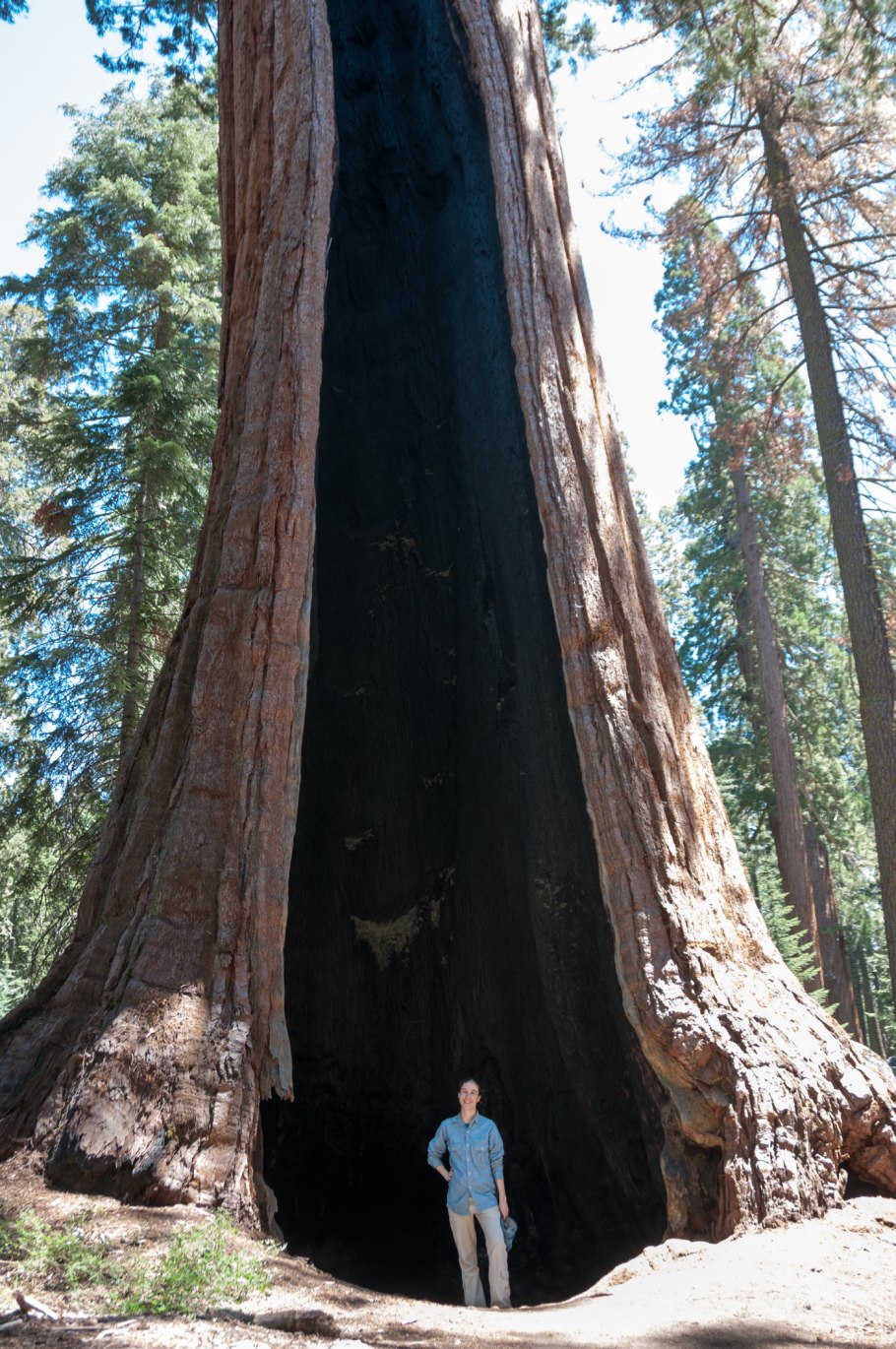 Секвойя в Австралии