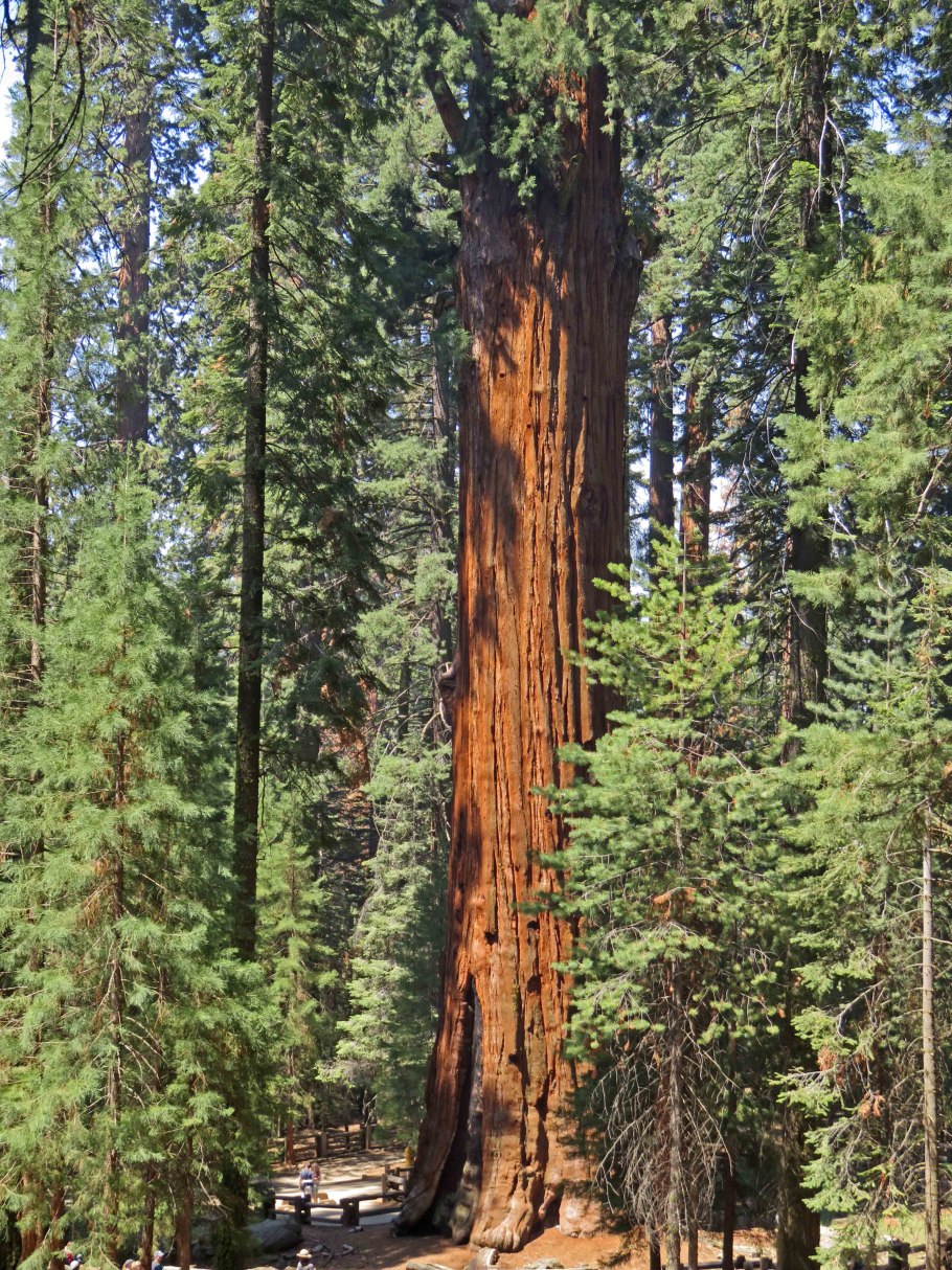 Секвойя вечнозелёная