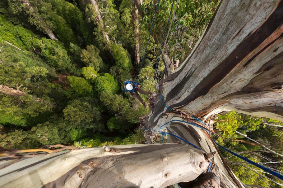 Секвойя вечнозелёная Sequoia sempervirens