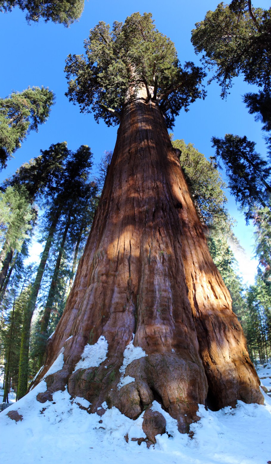 Высота секвойи в метрах