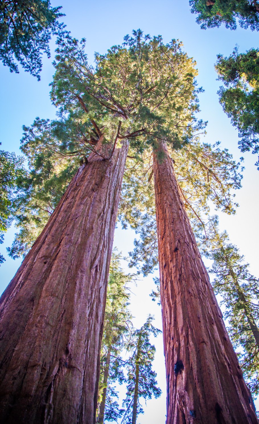 Секвойя (Sequoia sempervirens)