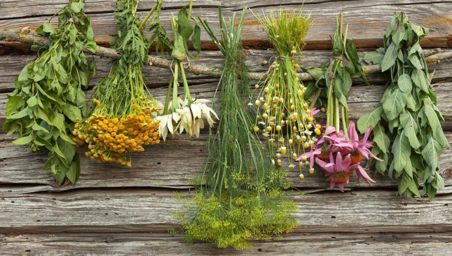 Лекарственные травы