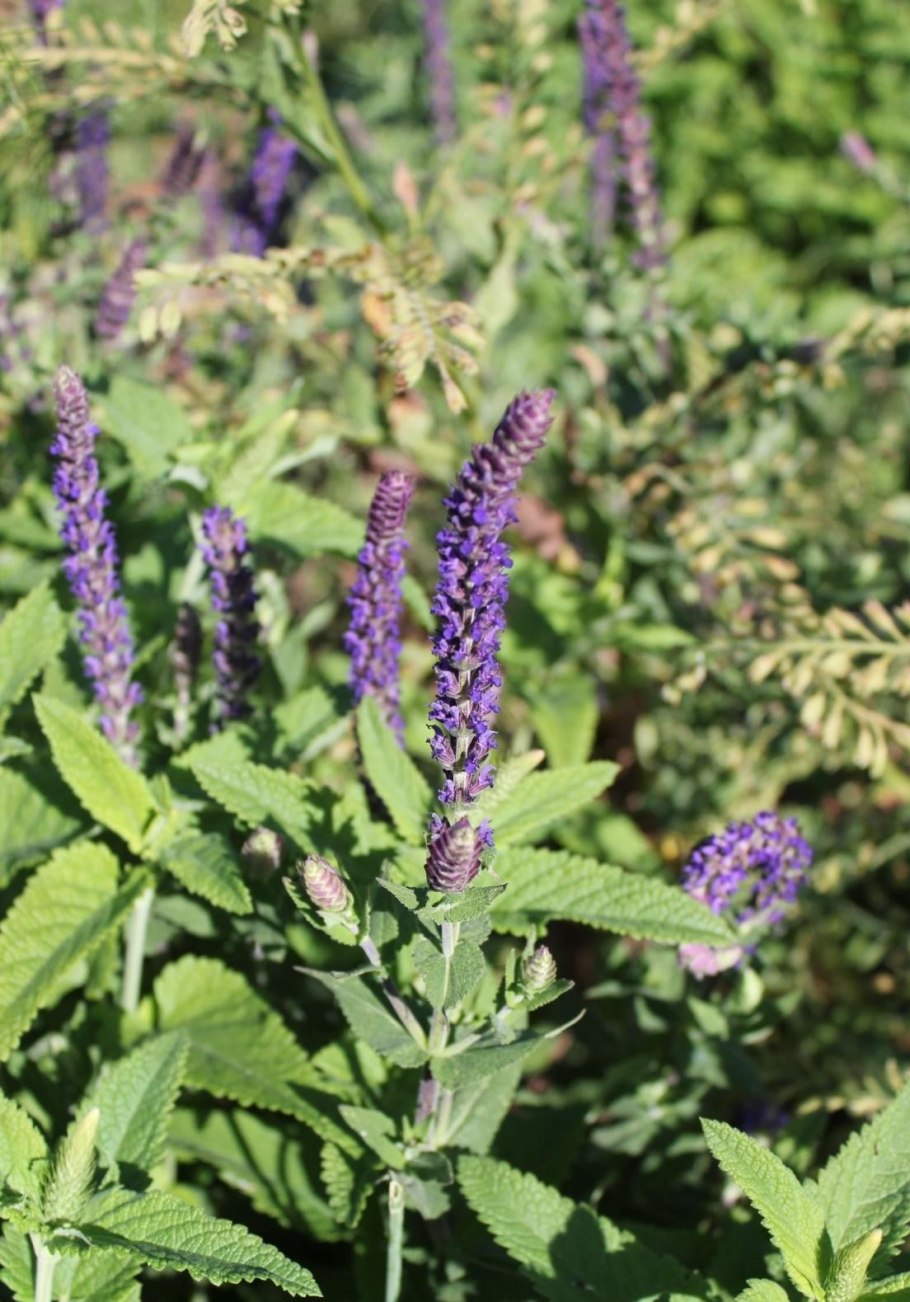 Шалфей лавандолистный