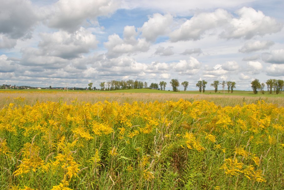 Золотарник заросли