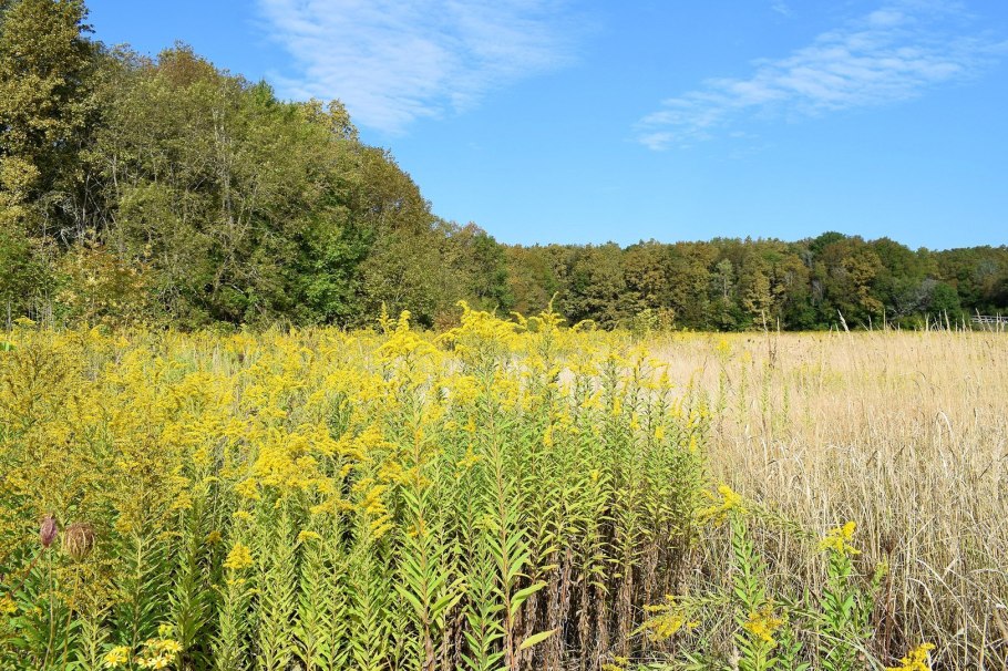 Золотарник канадский заросли