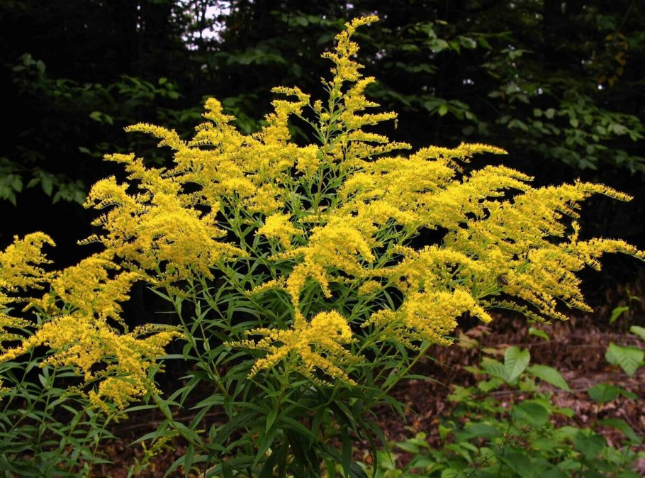 Золотарник канадский (Solidago canadensis)