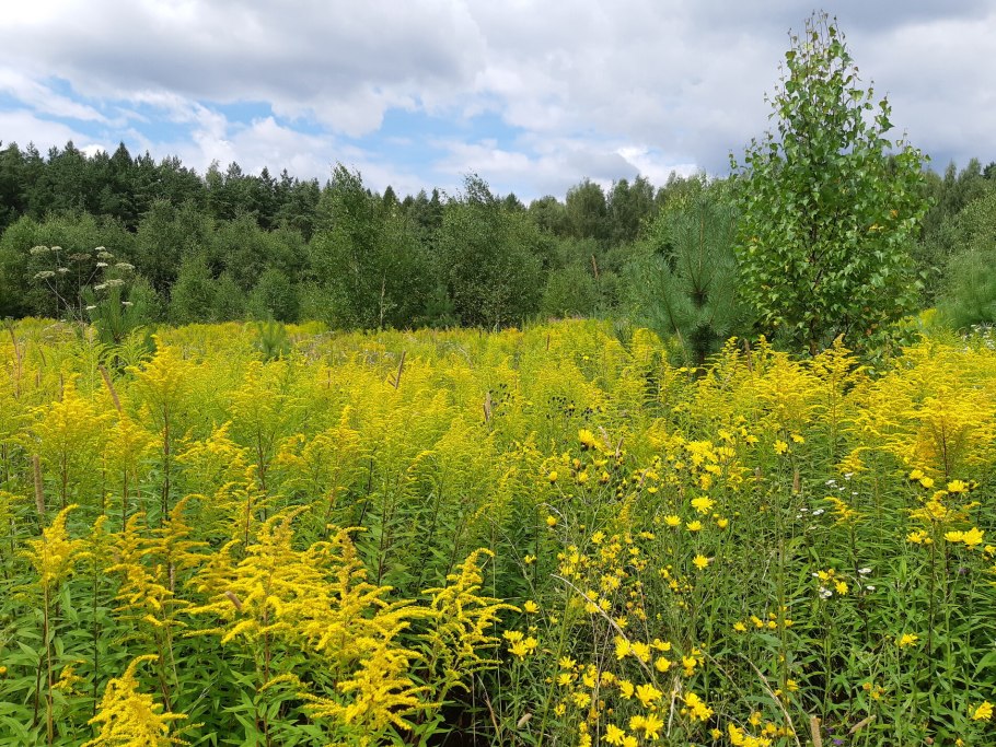 Золотарник канадский Иван чай