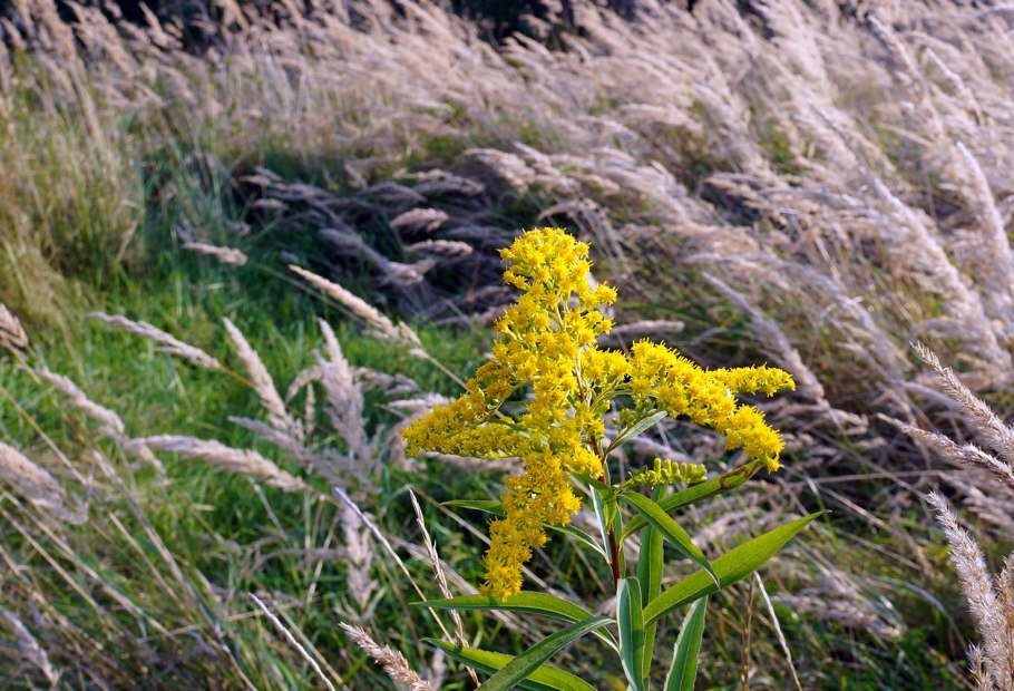Золотарник канадский (солидаго)