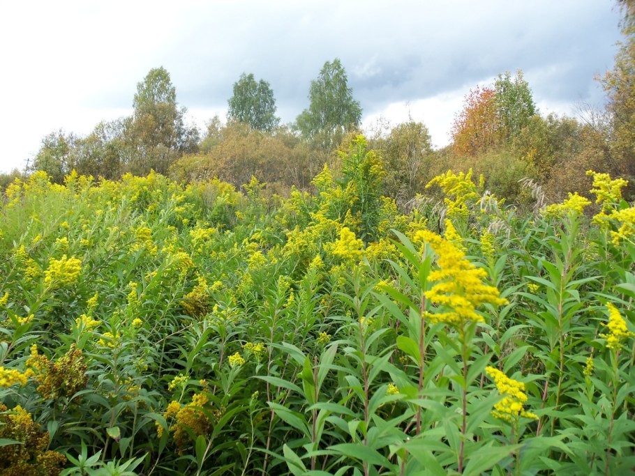 Золотарник гигантский