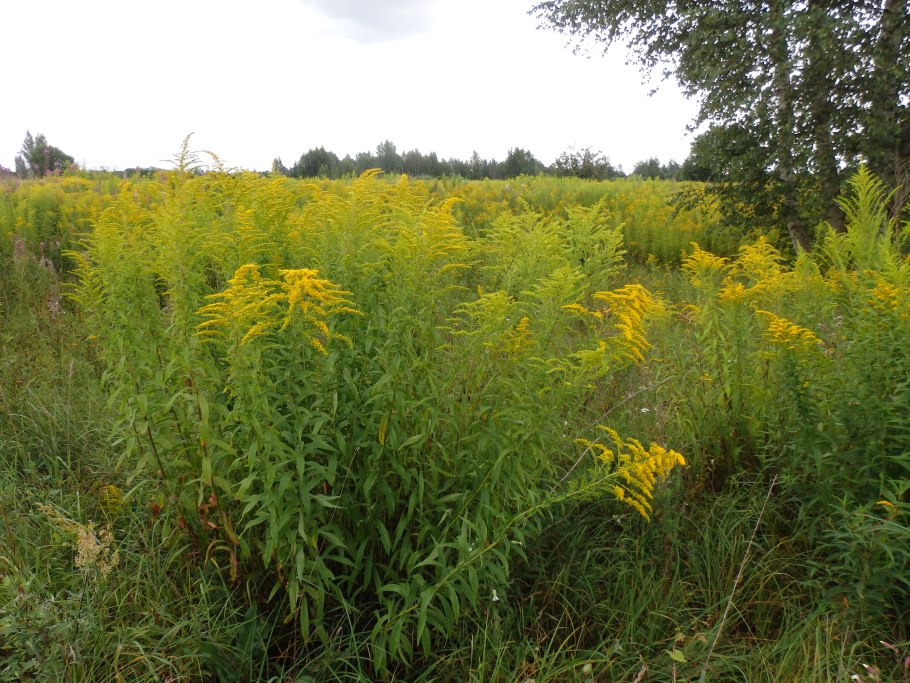 Золотарник канадский, золотарник гигантский