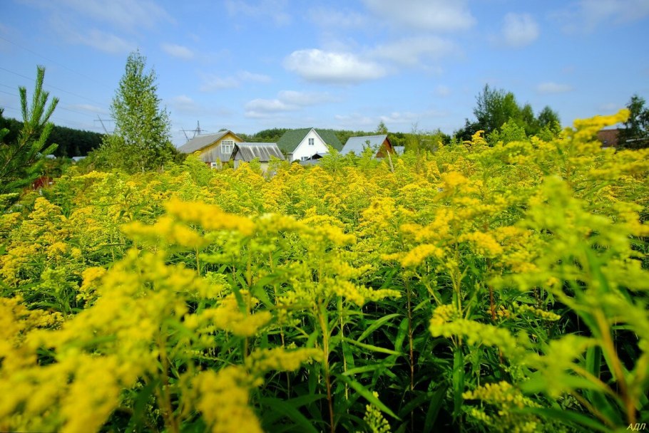 Золотарник гигантский