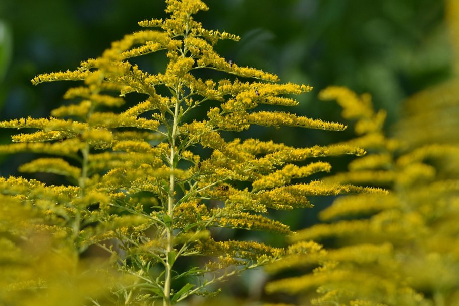 Золотарник канадский (Solidago canadensis)