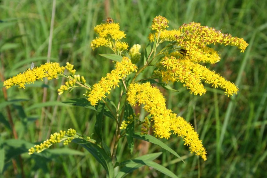 Золотарник (солидаго) "Жозефина"