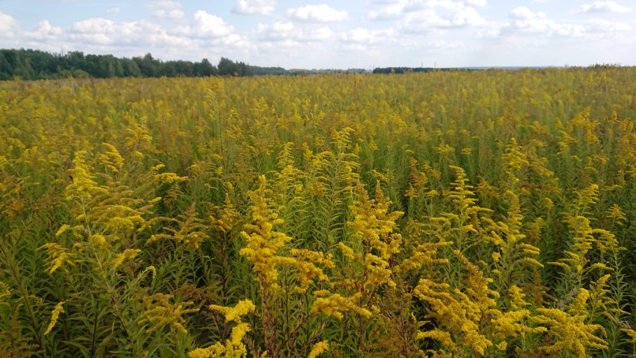 Золотарник заросли