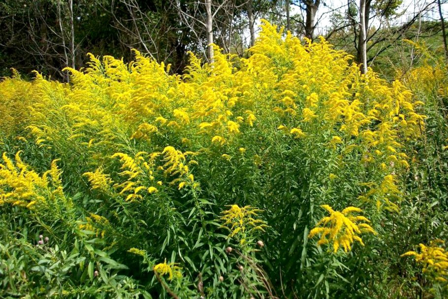 Золотарник канадский (Solidago canadensis l.)